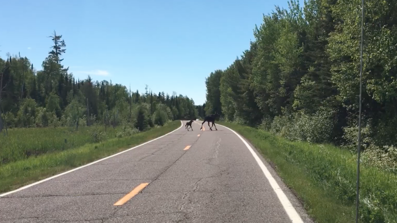 moose walking on the road