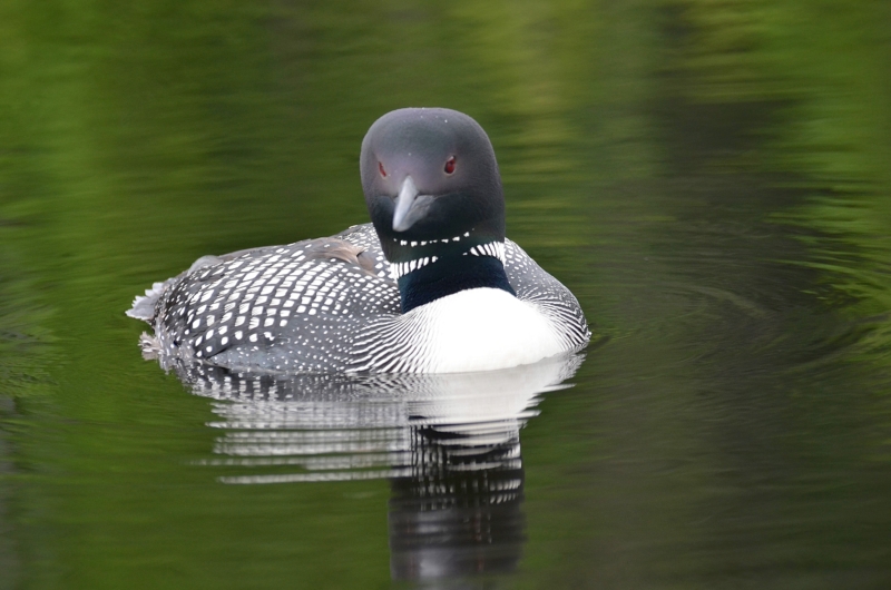 loon on the lake
