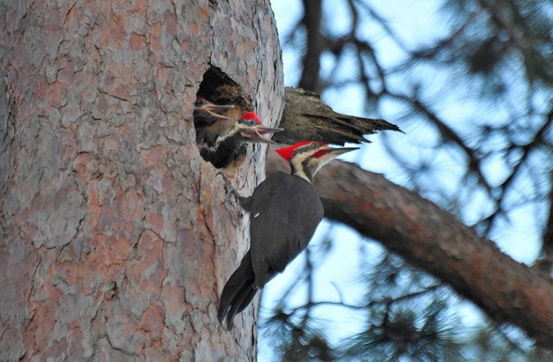woodpeckers peaking outside a tree